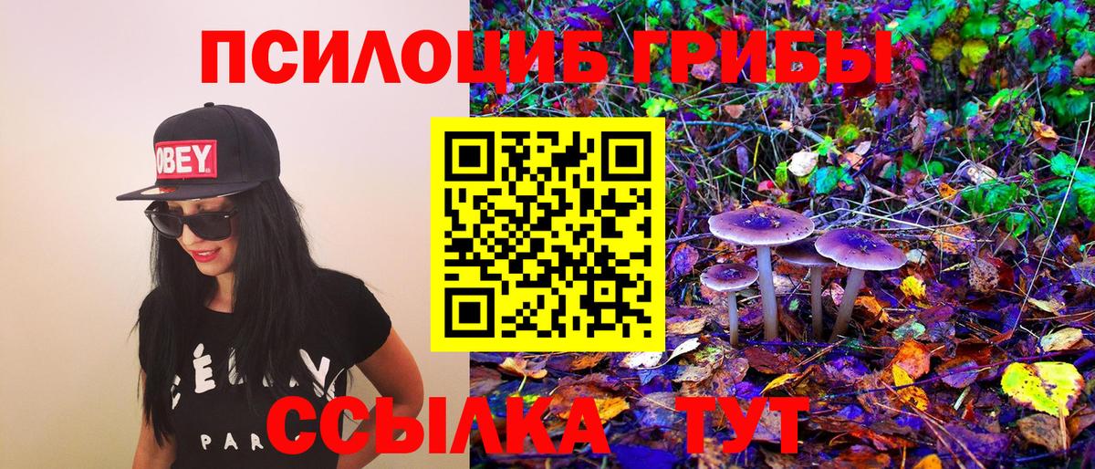Псилоцибиновые грибы Psilocybe Сердобск