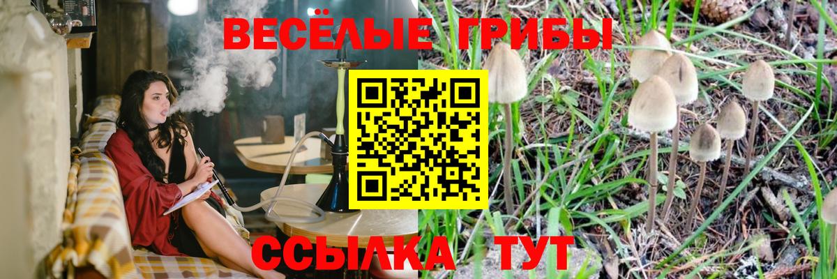 Сердобск  Галлюциногенные грибы прущие грибы  Вход с VPN 